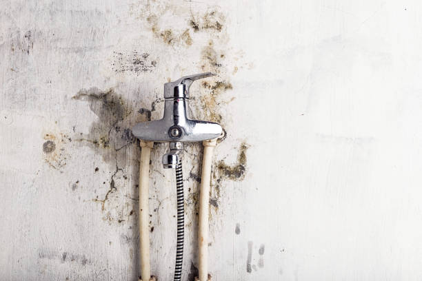Mold Removal and Inspection in Northgate, OH