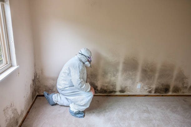 Mold Removal Process in Northgate, OH