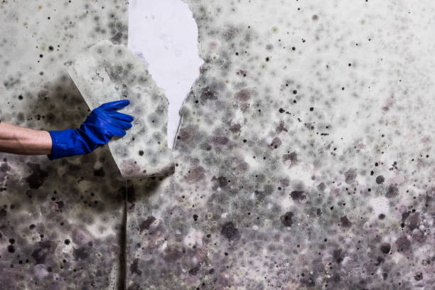 Mold Testing and Removal in Northgate, OH